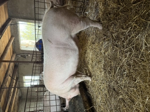 De vânzare , toate marimile - imagine 5