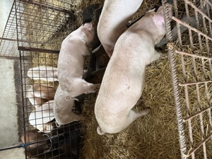 De vânzare , toate marimile - imagine 4