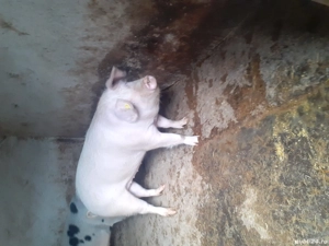 vand  porc  - imagine 2