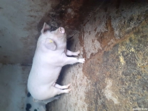 vand  porc  - imagine 3