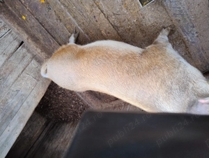 Vind porc  - imagine 5