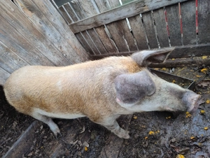 Vind porc  - imagine 4