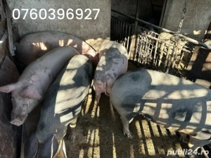 porci de carne asigur transport - imagine 2