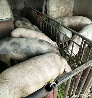 porci de carne asigur transport