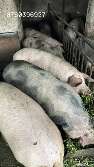 porci de carne bio asigur transport  - imagine 4