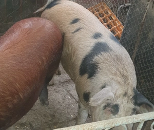 Vind porci relati la telefon - imagine 2