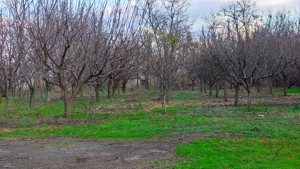 Livadă pe rod 2500 mp - imagine 2