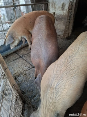 Vând porci - imagine 3