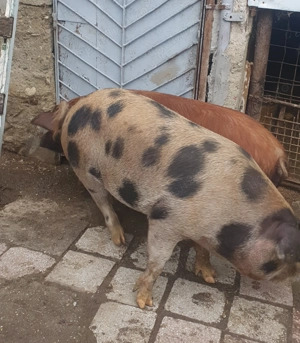 Vind porci relati la telefon - imagine 5