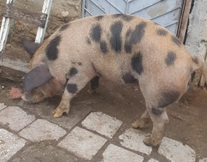 Vind porci relati la telefon - imagine 3