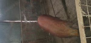 Vind porci relati la telefon - imagine 4