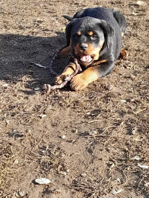 Disponibili o femela de Rottweiler. - imagine 3