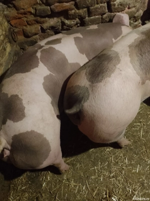 De vânzare  - imagine 3