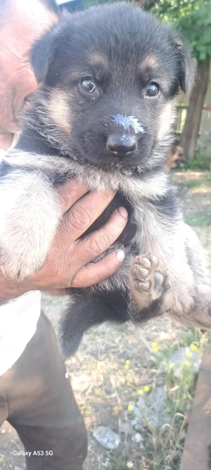 Ciobănesc german.  Cateii