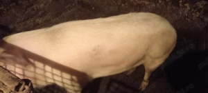 Porci de vanzare - imagine 4