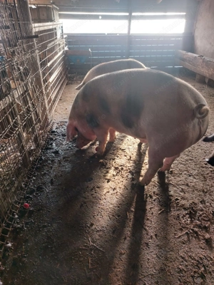 Vând porc 180 kg - imagine 3