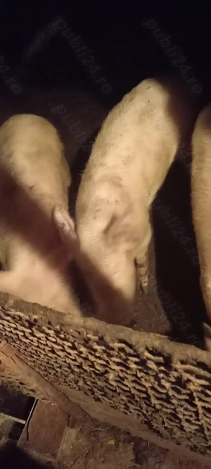 Porci de vanzare - imagine 3