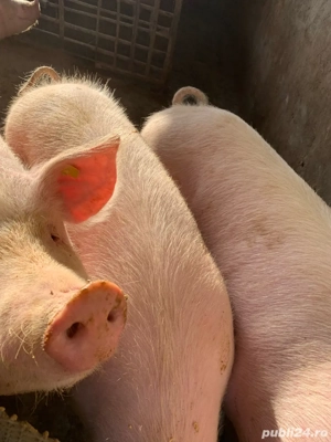 Porci de vanzare  - imagine 4