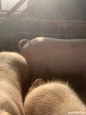 Porci de vanzare  - imagine 2