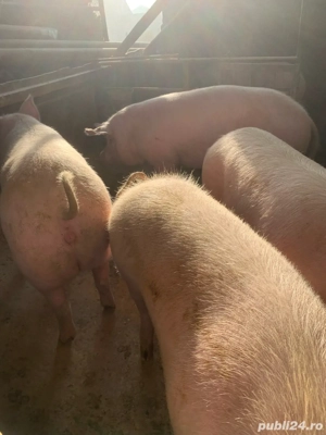 Porci de vanzare 