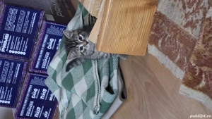 british shorthair - imagine 4