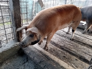 Vand scrofita buna de tinut sau taiat  - imagine 4