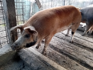 Vand scrofita buna de tinut sau taiat  - imagine 2