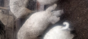 Porci mangalița  - imagine 2