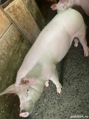 Porc 70 kg  - imagine 3