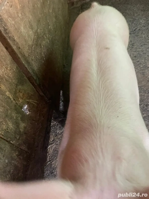 Porc 70 kg  - imagine 2