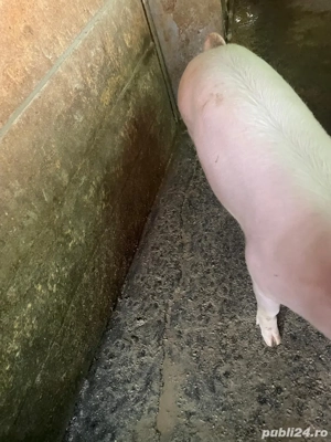 Porc 70 kg  - imagine 4
