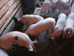 Vând purcei pietrain cu marele alb  - imagine 3