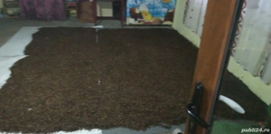 vand samanta de roscove (gladita ) pret negociabil in functie de cantitate 