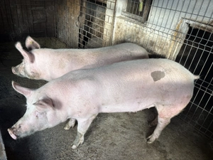 Porc de vanzare - imagine 2