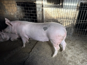 Porc de vanzare - imagine 4