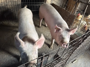 Porc de vanzare - imagine 3