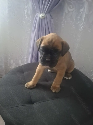 Caini boxeri - pui 2 luni - imagine 2