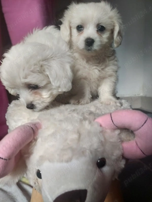 vand catei bisoni maltezi 2 luni din parinti vaccinati si deparazitati - imagine 5