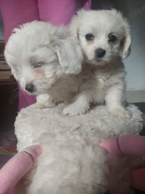 vand catei bisoni maltezi 2 luni din parinti vaccinati si deparazitati - imagine 2