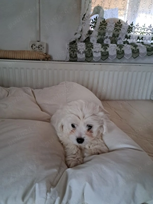 vand catei bisoni maltezi 2 luni din parinti vaccinati si deparazitati - imagine 3