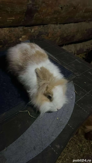 disponibili doua perechi de cap de leu 