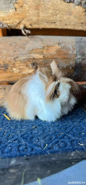 disponibili doua perechi de cap de leu  - imagine 2