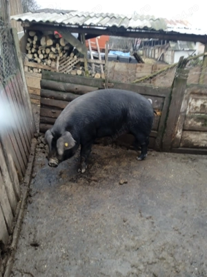 Vând porc gras la 150 kg - imagine 2