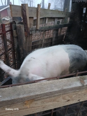 Porci de Craciun  - imagine 2