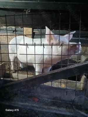 Porci de Craciun 