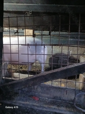 Porci de Craciun  - imagine 3