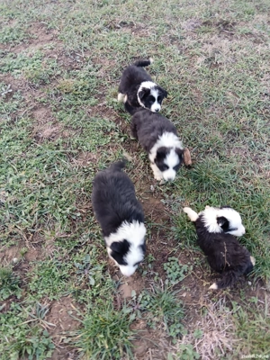 Border colilie pui de exceptie - imagine 2