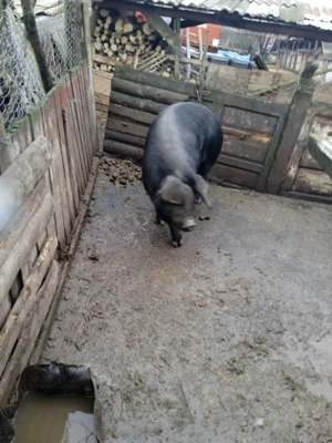 Vând porc gras la 150 kg - imagine 3