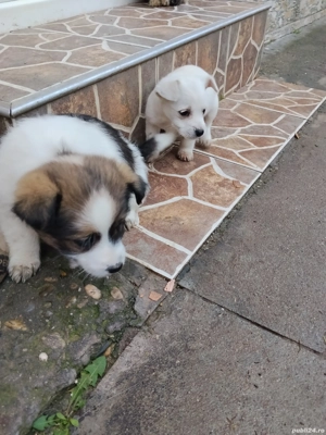 Câini bichon  - imagine 2