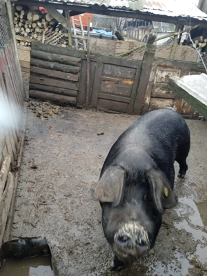 Vând porc gras la 150 kg - imagine 5